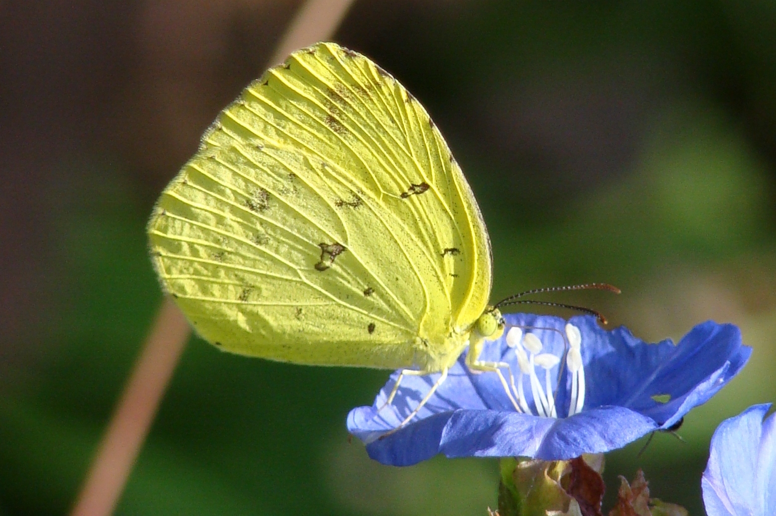 Common Grass Yellow butterfly « chAAyaa viidhi